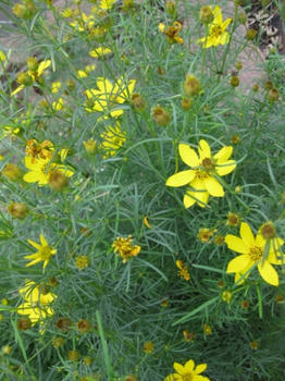 mukuの庭:9月の花たち...