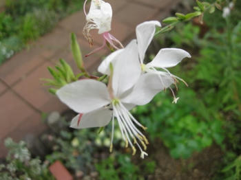 ｍｕｋｕの庭：９月の花たち...