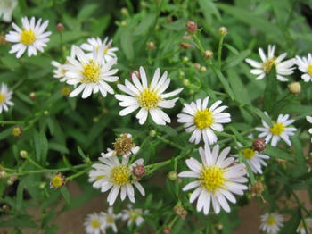 ｍｕｋｕの庭：９月の花たち...