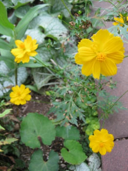 ｍｕｋｕの庭：９月の花たち...