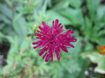 ｍｕｋｕの庭：９月の花たち...