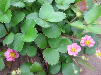 ｍｕｋｕの庭：９月の花たち...