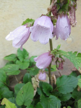 ｍｕｋｕの庭：９月の花たち...
