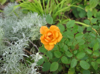 ｍｕｋｕの庭：９月の花たち...