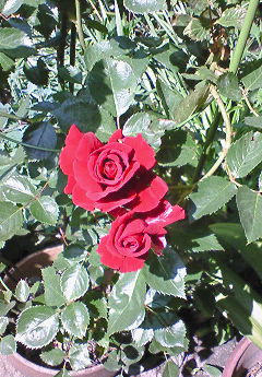 20090604213805.jpg