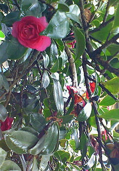201001280953000.jpg