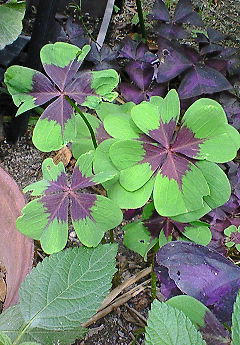 20090703215244.jpg