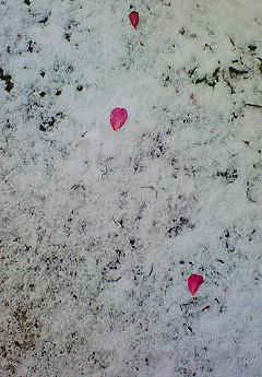 201001130952000.jpg