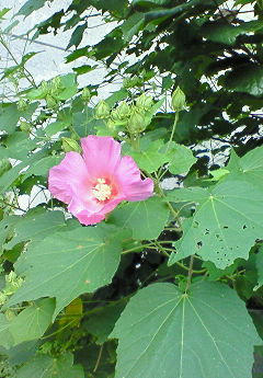 20090828220231.jpg