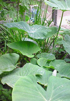 20090804203005.jpg