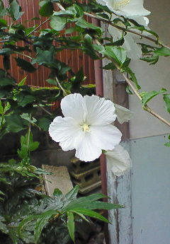 20090731211228.jpg