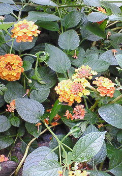 20091005222243.jpg