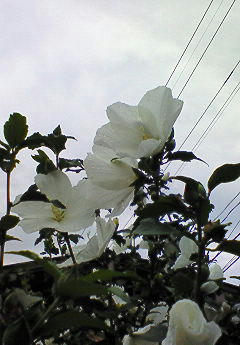 20090722000215.jpg