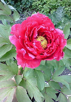 20100429204455.jpg