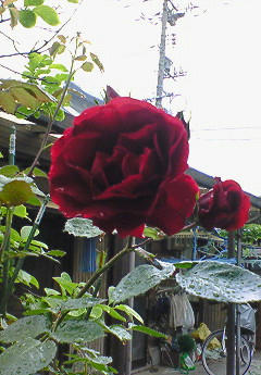 201005190950000.jpg