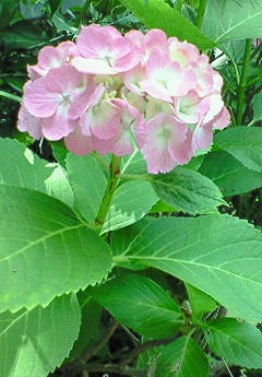 201006171004000.jpg