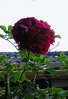 201006261043000.jpg