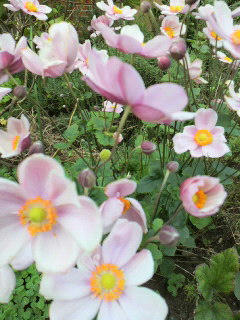 2010101509510001.jpg