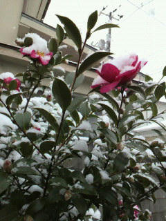 2010122509260000.jpg