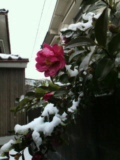 2011012509120000.jpg