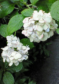 201007141008000.jpg