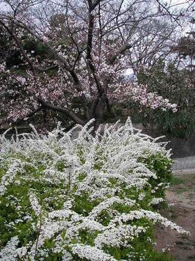 桜＆雪柳