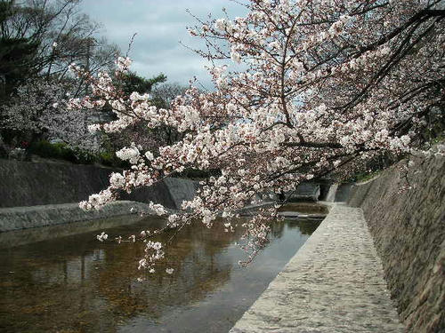 夙川桜