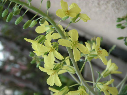 葉牡丹の花