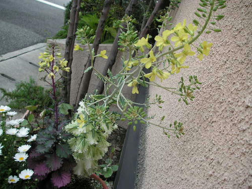 葉牡丹の花