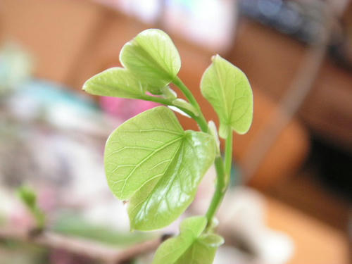 花蘇芳