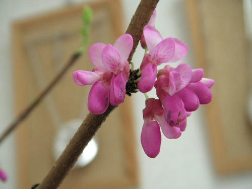 花蘇芳