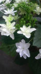 2008060811580000.jpg