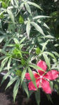2008072912200001.jpg
