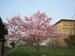 sakura042009.jpg