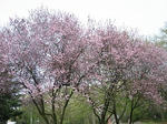 sakura0420092.jpg