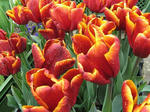 tulpenl.jpg