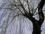 sidareyanagi070423a_u1.jpg