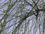 sidareyanagi070423a_u2.jpg