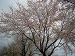 2sakura070426a_u1.jpg