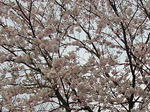 2sakura070426a_u2.jpg