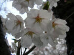 2sakura070426c_u1.jpg