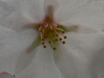 2sakura070426c_u2.jpg