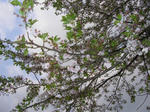 2sakura070503_u1.jpg