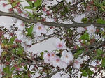 2sakura070503_u2.jpg