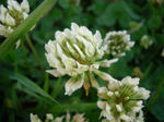 2sirotume070722h_u1.jpg