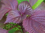 2siso070719b_u2.jpg