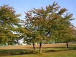 2sakura071021a_u1.jpg