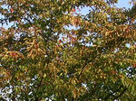 2sakura071021a_u2.jpg