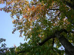 2sakura_kouen071021b_u1.jpg