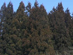 2sugi080302_001_u2.jpg